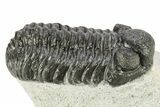 Bargain, Phacopid (Adrisiops) Trilobite - Jbel Oudriss, Morocco #271255-1